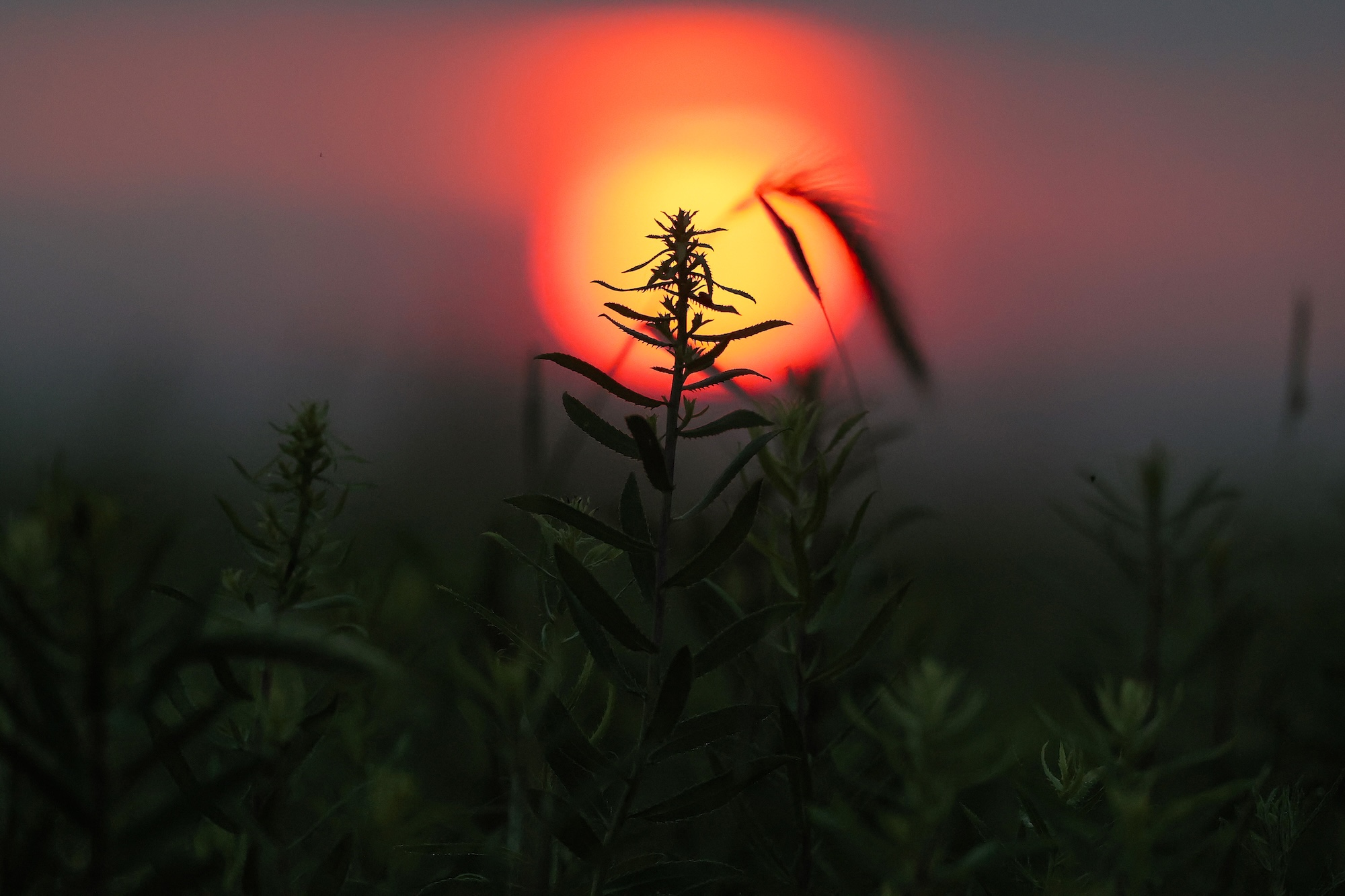 a red sun behind a tallgrass bloom